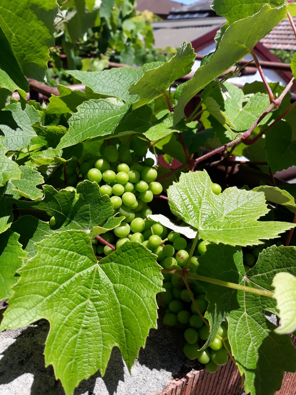 Friendly Friday Photo Challenge β Whilst Walking