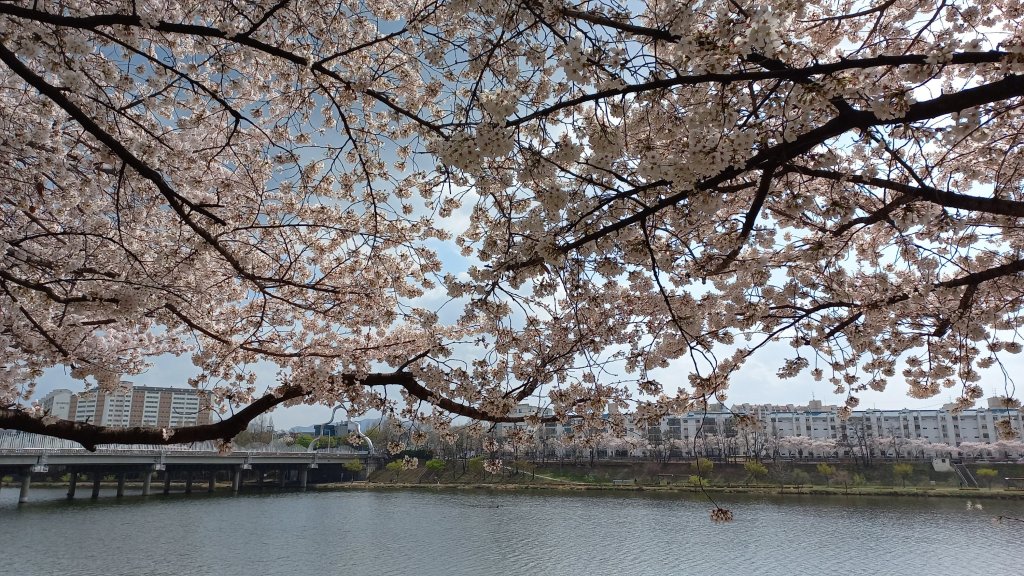 Catching the Cherry Blossoms in&nbsp;Daegu